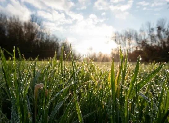 De komende jaren worden er nog eens 40.000 bomen en struiken geplant in de Vlaamse Rand