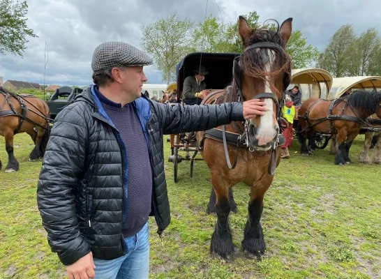 trekpaarden_kampenhout.jpeg