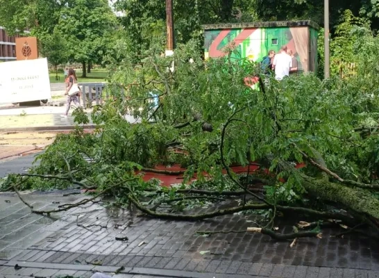 Omgevallen zware tak aan stadspark Halle