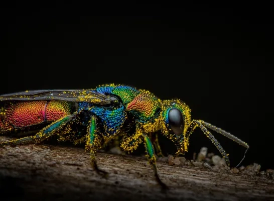 Macrofotografe Tiffany uit Vlezenbeek legt de kleinste details vast op beeld