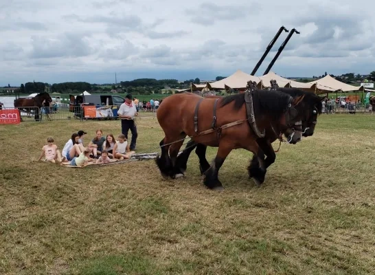 Trekpaarden Bogaarden 