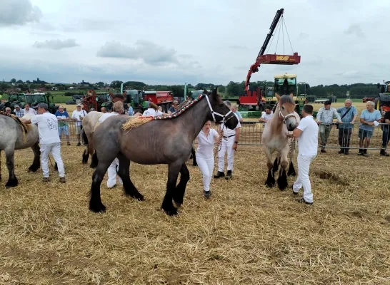 Trekpaarden Bogaarden 