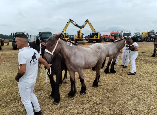 Het eerste Vlaams-Brabants kampioenschap voor trekpaarden in Bogaarden moet jonge mensen warm maken