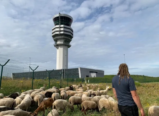 Schapen luchthaven 