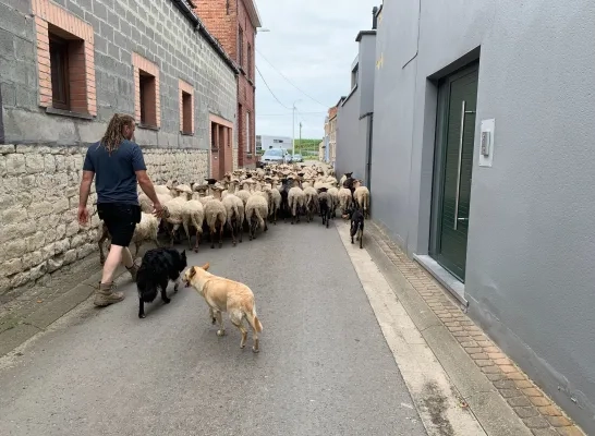 Schapen luchthaven 