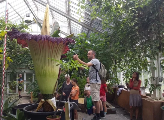 Een reuzenaronskelk in bloei in Plantentuin Meise