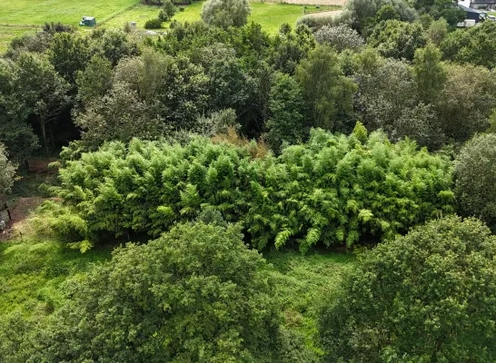 Bamboebos in Liedekerke moet weg 