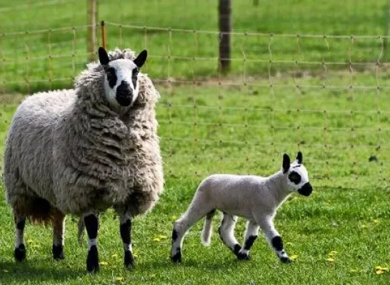 Het blauwtongvirus is in opmars 