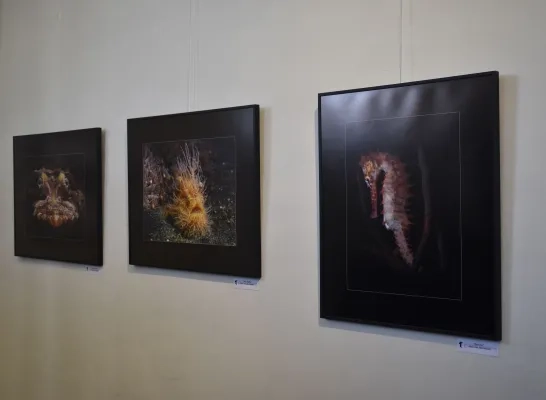 Een paar foto's op het Fotosalon van Fotoclub Merchtem