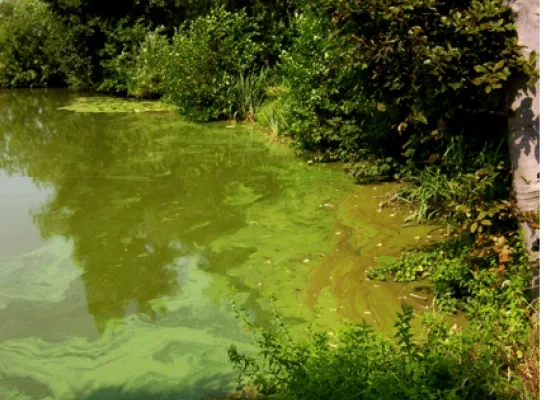 Blauwalgen in Zeekanaal 