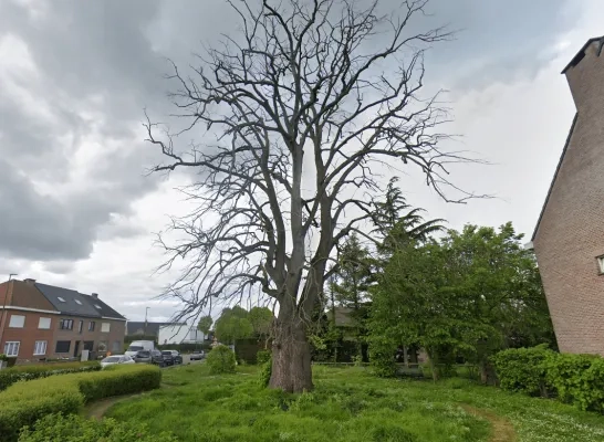 De beschermde Zilverlinde in Steenokkerzeel