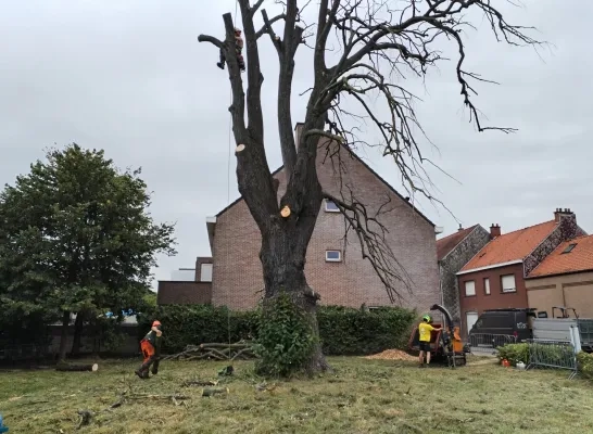 De zilverlinde in Melsbroek was 300 jaar, maar verdwijnt nu uit het straatbeeld