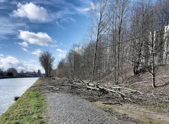 bomenkap_kanaal_halle.png