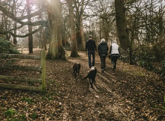 hond_wandeling_unsplash.jpg