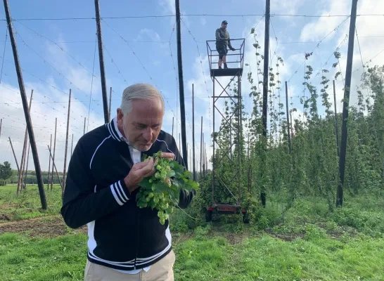 De hop van Brouwerij Palm leek vernield door het stormweer, maar nu wordt er toch geoogst