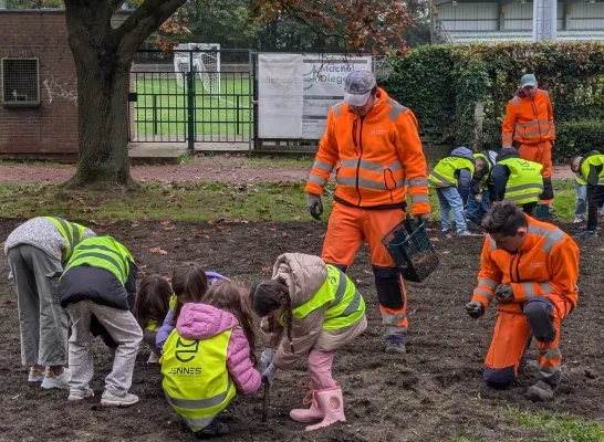 Leerlingen planten boerenkrokussen onder de auspiciën van de gemeentediensten