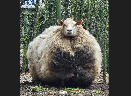 De politie heeft in Overijse heeft een ernstig verwaarloosde ezel, pony en schaap in beslag genomen.