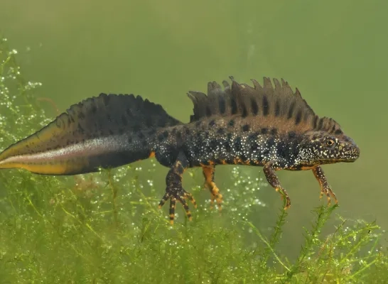 De kamsalamander voelt zich als een vis in het water in Dorent