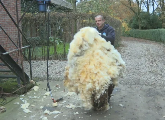 Het schaap was al vijf jaar niet meer geschoren