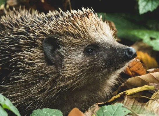 Zaventem gaat de egel beschermen