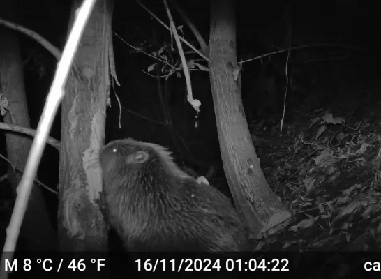 Europese bever gespot aan de Zenne op de grens van Brussel en Vilvoorde: “Terug van weggeweest” 