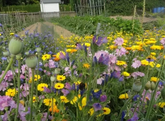 bloemenweide_grimbergen.jpg