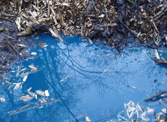 Blauw water langs de Overnellebeek in Asse