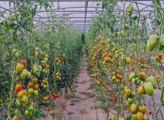 Den Diepen Boomgaard start voorbereiding nieuw zelfoogstseizoen