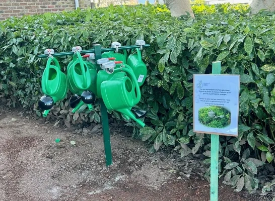 De gieterboom op de begraafplaats van Asse-centrum