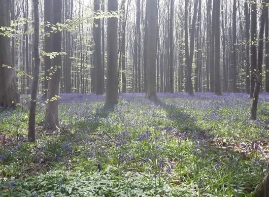 hallerbos3.jpg