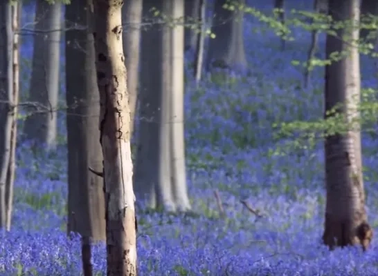 hallerbos_blauw.jpg