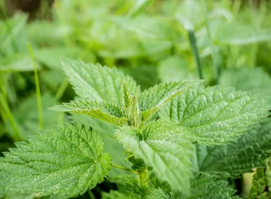 stinging-nettle-503939_1920.jpg