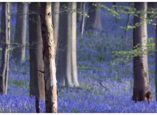 hallerbos_blauw.jpg