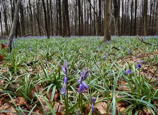 Het Hallerbos kleurt paars