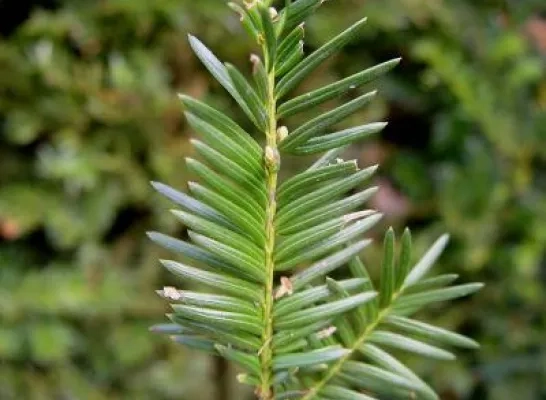 taxus.jpg