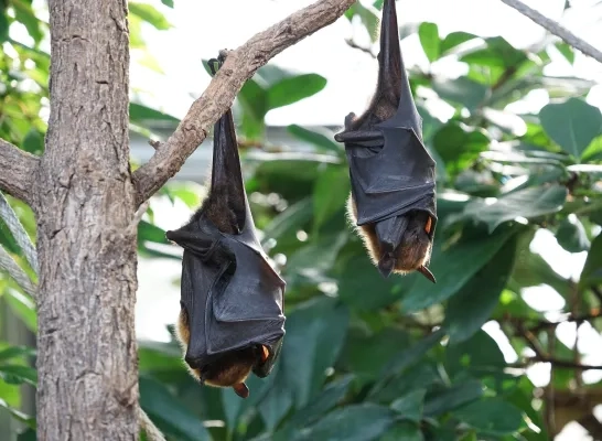 flying-foxes-2237213_1920.jpg