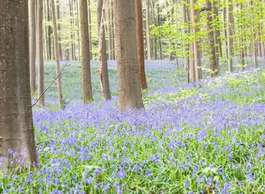 Het Hallerbos kleurt paars door de vele boshyacinten