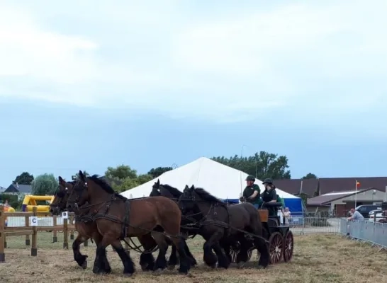 wayenbergkermis.jpeg