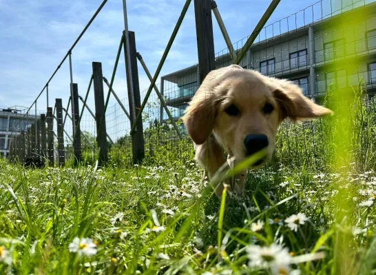 Een heel schattige hond