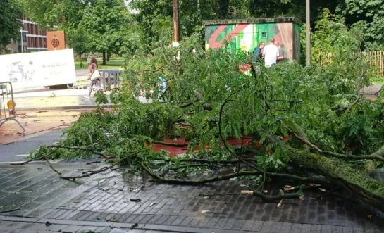 Omgevallen zware tak aan stadspark Halle