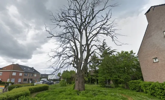 De beschermde Zilverlinde in Steenokkerzeel