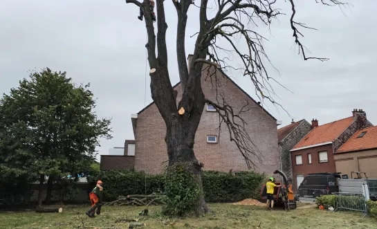 De zilverlinde in Melsbroek was 300 jaar, maar verdwijnt nu uit het straatbeeld