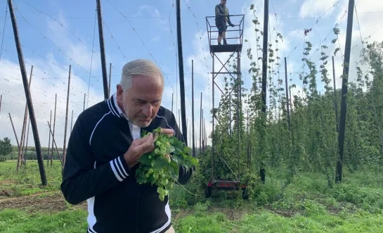 De hop van Brouwerij Palm leek vernield door het stormweer, maar nu wordt er toch geoogst