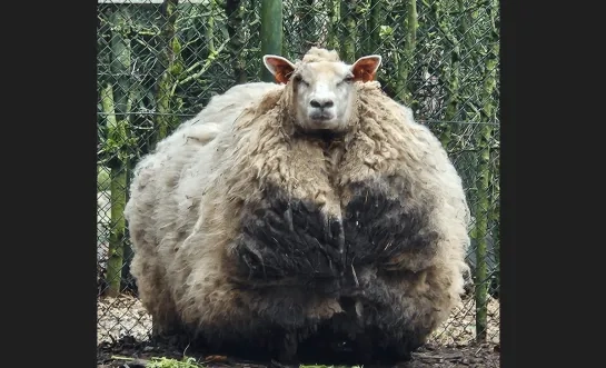 De politie heeft in Overijse heeft een ernstig verwaarloosde ezel, pony en schaap in beslag genomen.