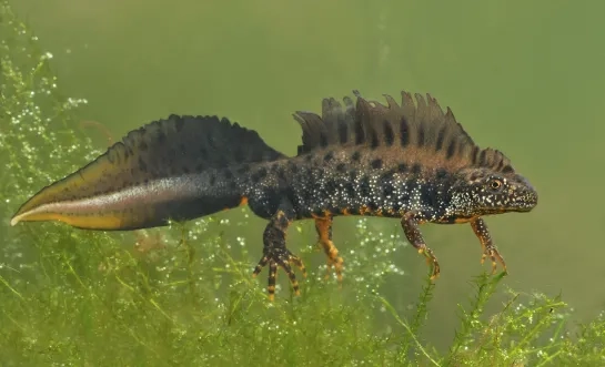 De kamsalamander voelt zich als een vis in het water in Dorent