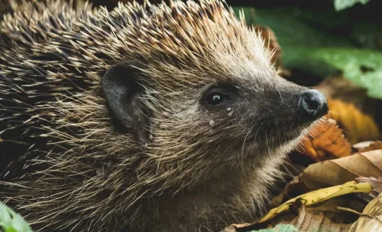 Zaventem gaat de egel beschermen