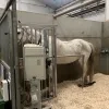 paardenvirus3.jpg