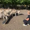 schapen_huppeldepup.jpeg