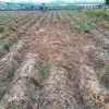 Dieven stelen ruim 250 kilogram aardappelen bij boer Jan