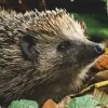 Zaventem gaat de egel beschermen